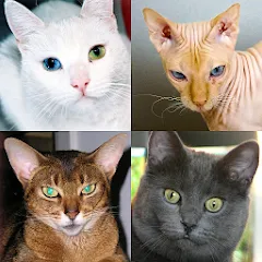 Скачать взломанную Cats Quiz Guess Popular Breeds  [МОД Unlimited Money] - стабильная версия apk на Андроид