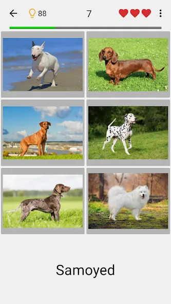 Dogs Quiz - Guess All Breeds!  [МОД Unlimited Money] Screenshot 1